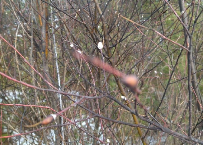 ��-�� ����������� ����� � ���������� ������� ������� �����