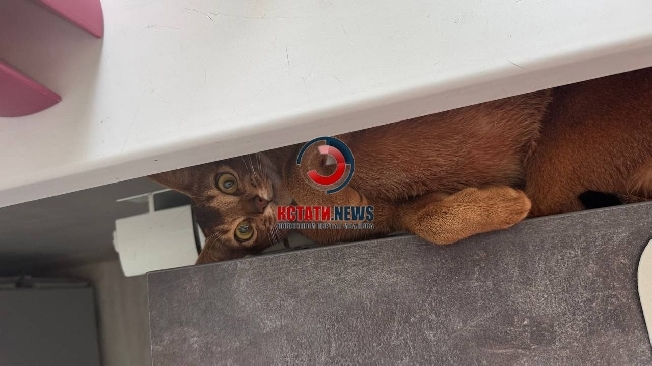 �������� �����: ��� ������������ ����������� � ��������� ��������� � ���� ����������, ���� �����