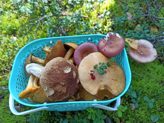 В ивановских лесах пропадают грибники