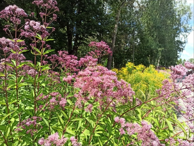 ������� ������� ������� ������-2025 ���� � ���������� �������