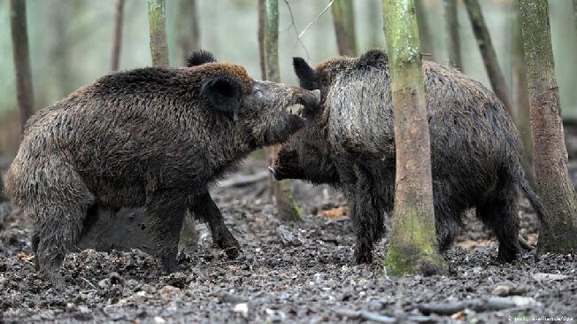 Африканскую чуму свиней выявили у диких кабанов в соседней с Ивановской области