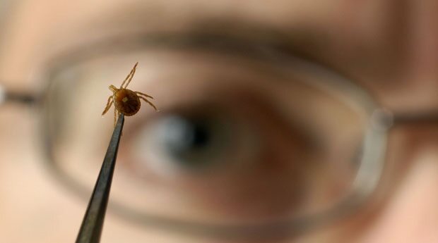 На текущей неделе клещи покусали на 100 человек больше — Кровососы на марше
