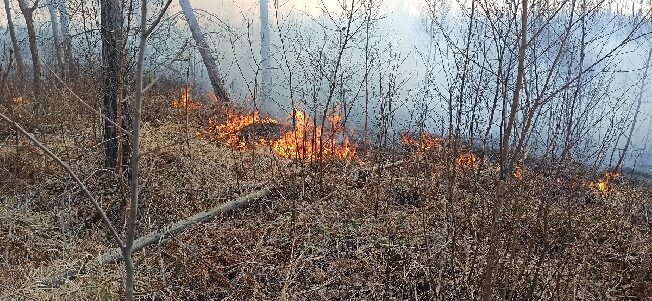 Южские леса уничтожают пожары - подробности