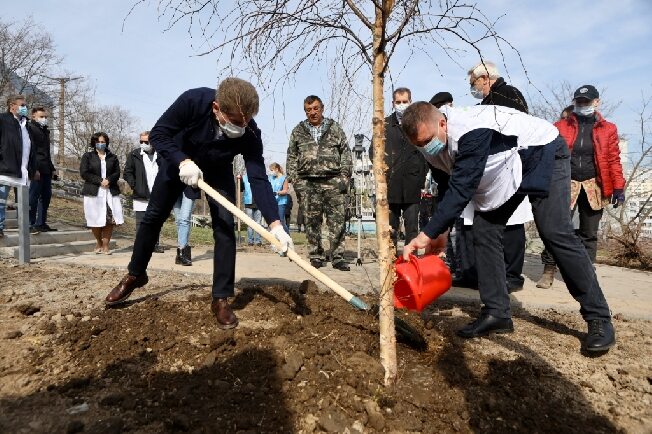 Посадить деревья в честь ветеранов, не выходя из дома, приглашают жителей Иванова и области