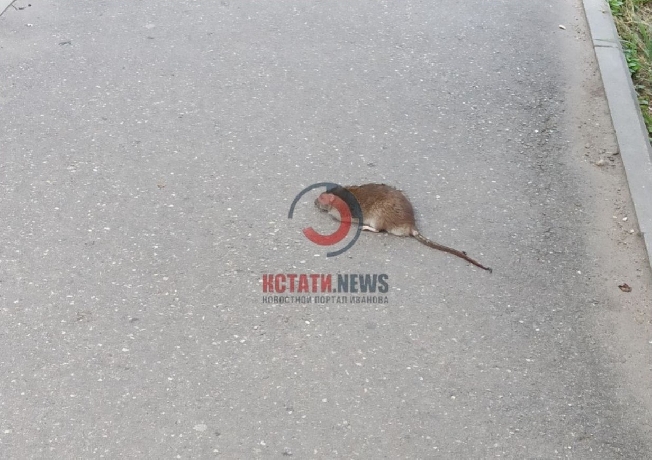 Крысы выползли погреться на солнце у ивановского сквера