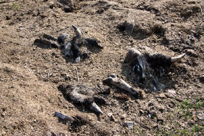 Скотомогильник с сибирской язвой обнаружили в Ивановской области