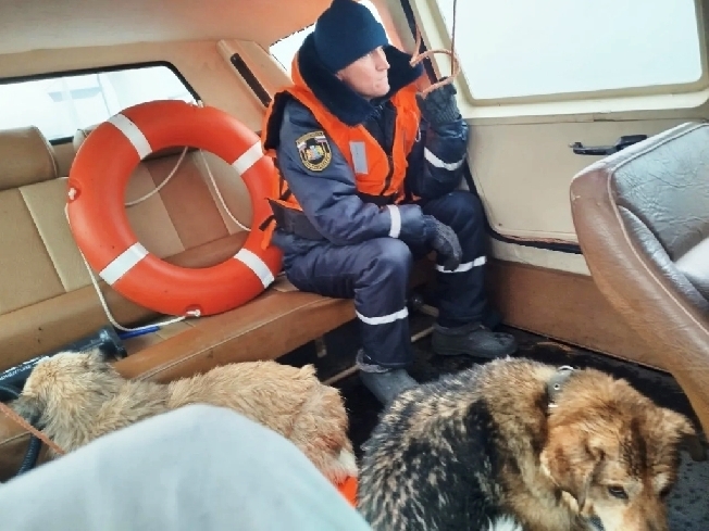 В Кинешме спасли двух четвероногих «экстремалов»