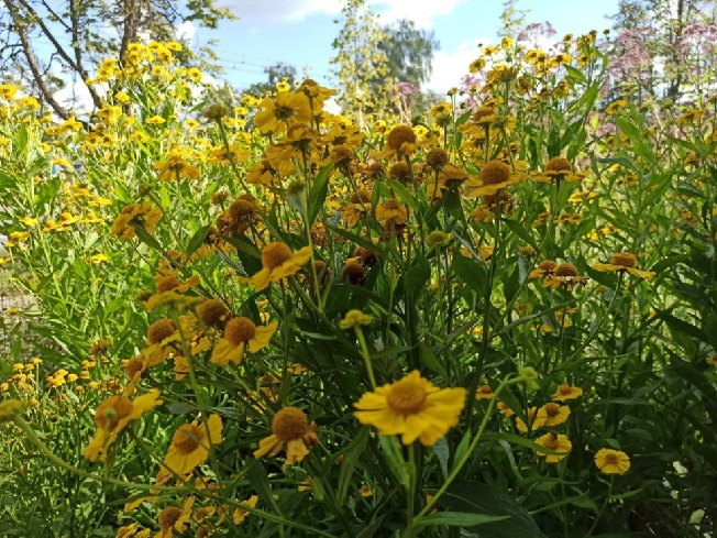 ��������� �������� ���������� ������� �� ����������� ������ 