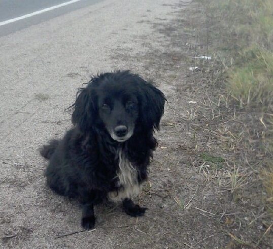 Убитых щенков и живую собаку выбросили в мешке на дороге в Ивановской области