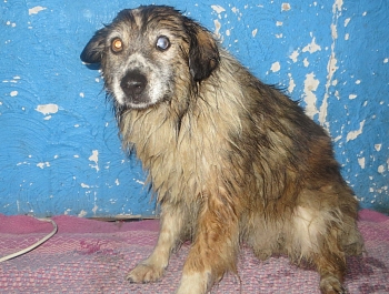 ������ ��������� ������, ������ ���������� ��� ��