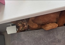 ��������� ��������������� ����������� ����������� �� ����� � ����� � ������ ���������� �������