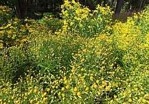 ��������� ���-5 ������� �������� ��� 2025 ���� � ���������� �������