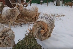 ����������� �������� �������� ������ ���� �������� ����� ����� ����