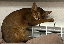 ��������� ����� ����� ���� � ����� ��� � ���������� �������