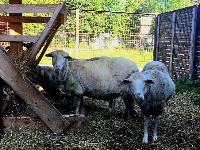 Овцы из зоопарка Иванова посетили барбершоп