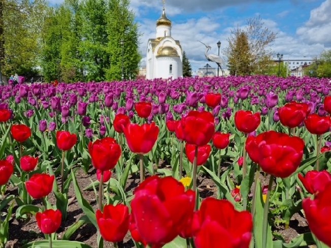 В Иванове расцвели 80 тысяч тюльпанов