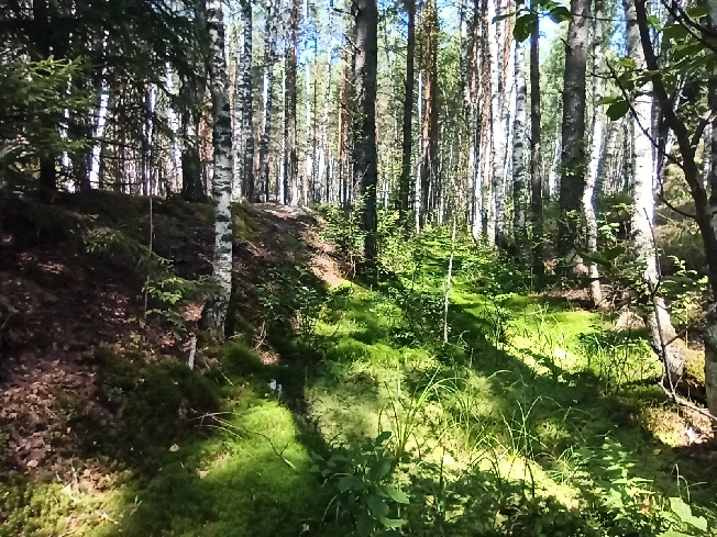 Из-за грибов в Ивановской области заблудилась пенсионерка