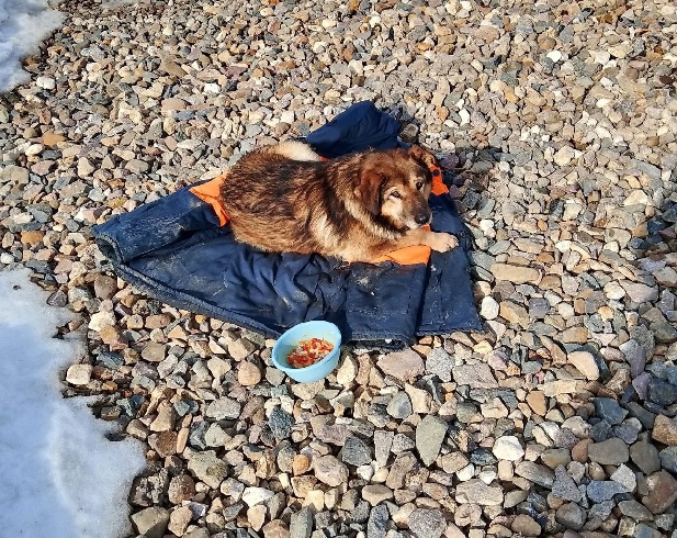 Тонущего пса вытащили люди из ледяной речки в Ивановской области