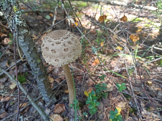 Первый с начала лета грибник погиб в Ивановской области