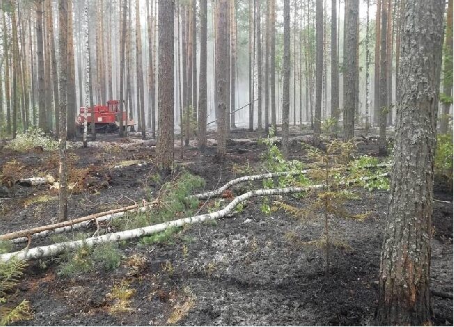 Из-за жары в Ивановской области произошёл лесной пожар