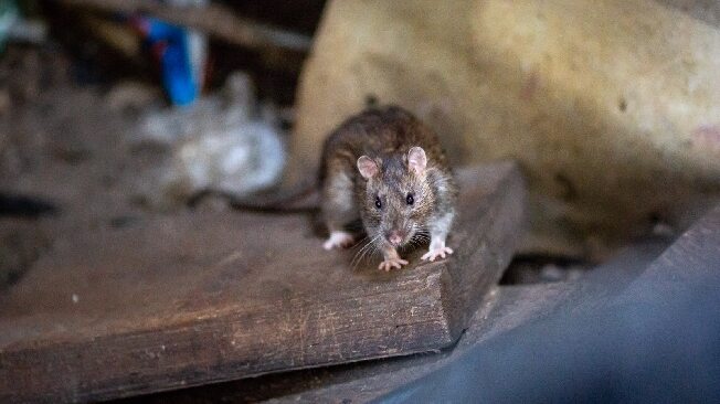 В Ивановской области крыса искусала ребёнка
