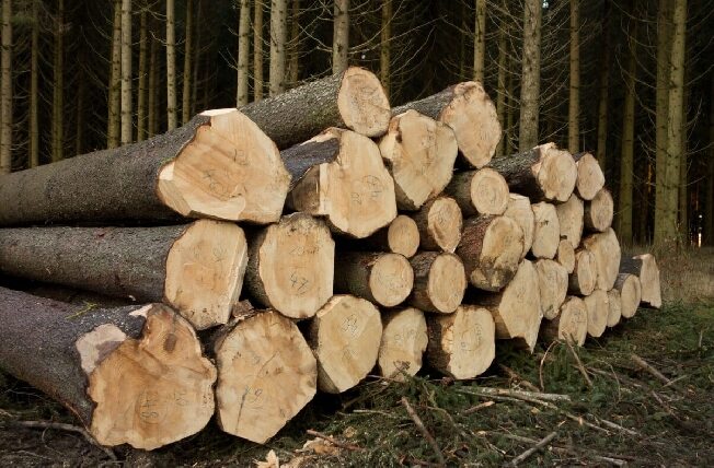 Житель Ивановской области купил виртуальную древесину