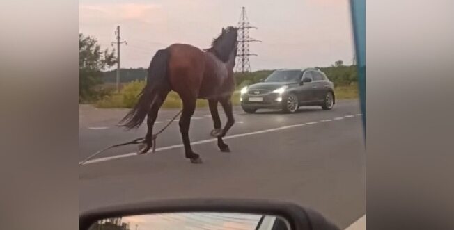 Под Иваново водитель на иномарке насмерть сбил лошадь