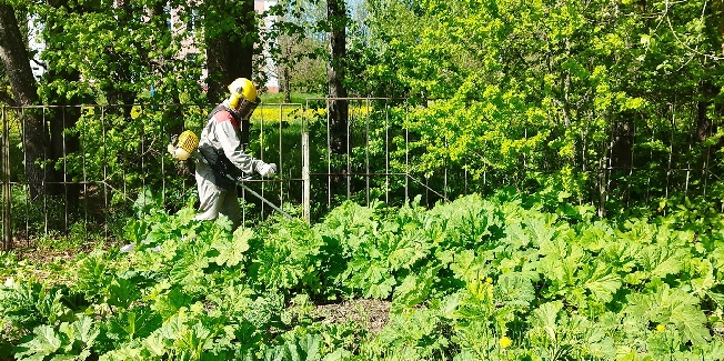 В Ивановской области развернулась борьба с опасным растением