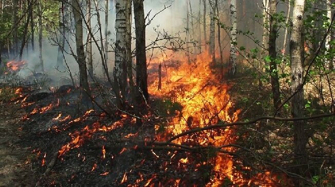 В Ивановской области второй день бушует лесной пожар