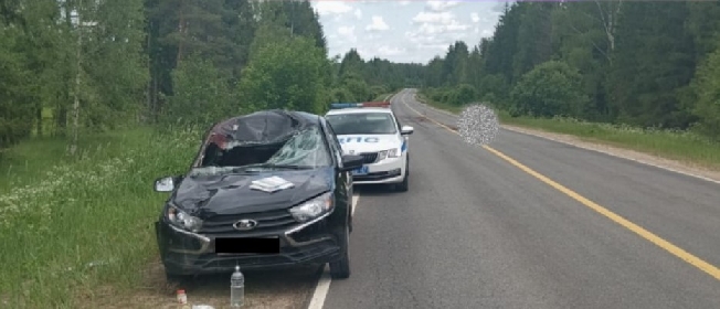 Под колёса машины в Ивановской области попал выбежавший на дорогу лось