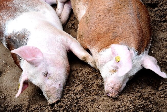 Ивановской области угрожает африканская чума свиней