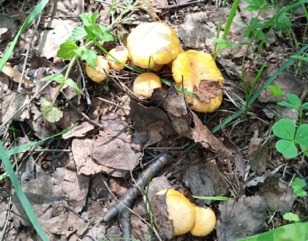 Богатый урожай грибов прогнозируют в Ивановской области