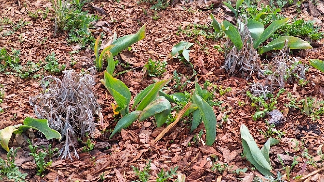 Уничтожены растения на клумбе в центре Иванова 
