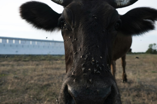 В Ивановской области законсервировали более 50 сибиреязвенных скотомогильников