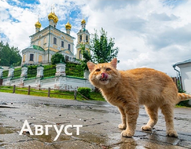 Фото ивановского кота украсило страницу календаря «Русские котики»