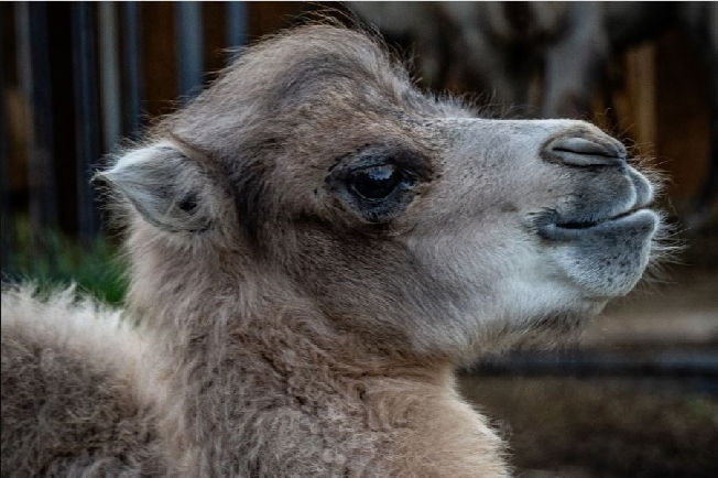 Родившегося в ивановском зоопарке верблюжонка предлагают назвать в честь директора зоопарка