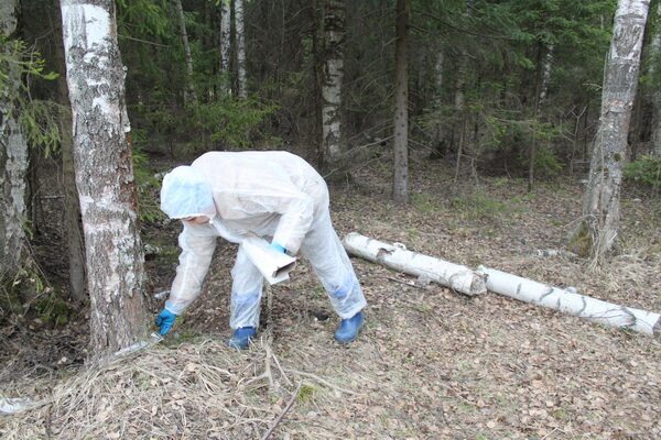 Почти 200 000 доз вакцины от бешенства разложат в лесах Ивановской области