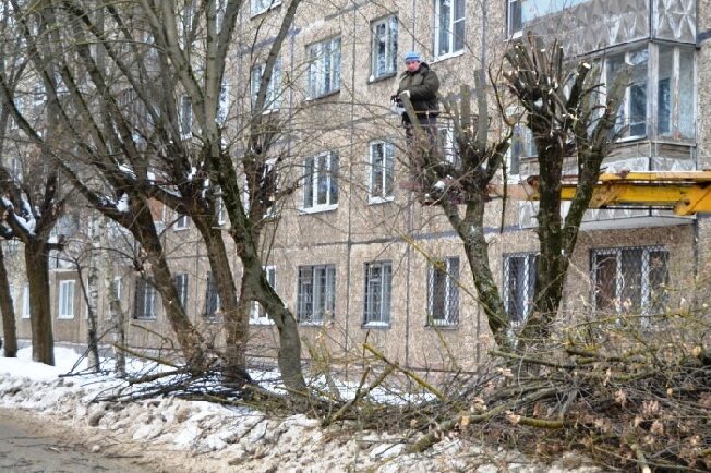 В Иванове затянули с обрезкой деревьев