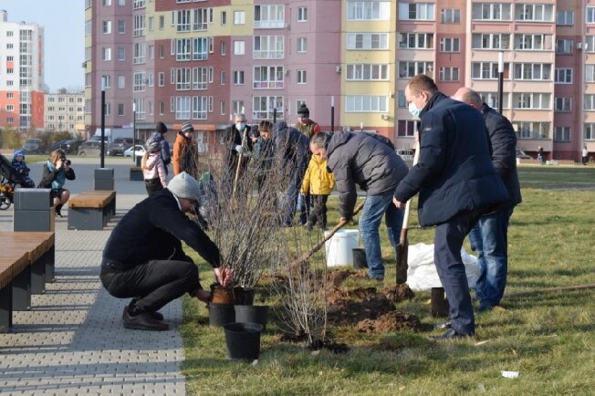 Десятки кустов кизильника посадили в одном из микрорайонов Иванова