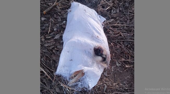 В Заволжске на дороге нашли мешок с трупом собаки