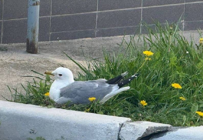 У главка МВД в Иванове чайки высиживают птенцов