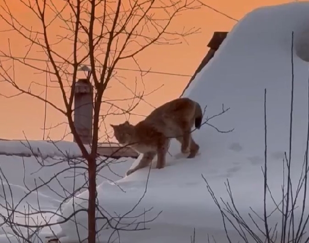 ���������� ���� � �������� �������� � ������� � ���������� �������