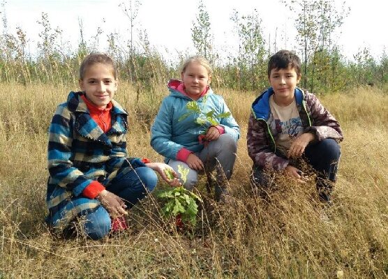 Население дубков. Молодые Дубки. Южское лесничество. Мостовская группа Южский р-н. ЖДП молодые Дубки.