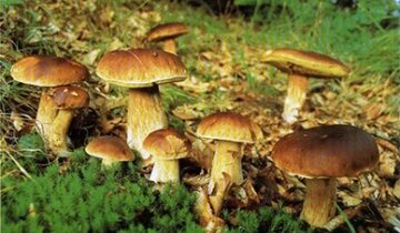 Как собирать грибы в лесу: элементарные правила
