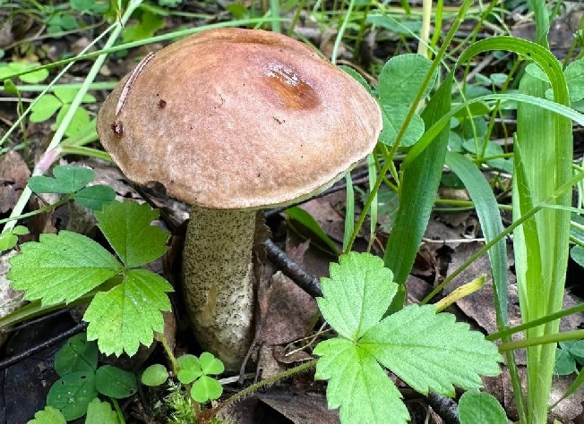 Грибы пошли в лесах Ивановской области 