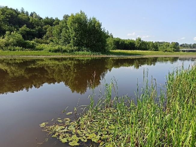 Долгожитель трагически утонул в пруду в Ивановской области