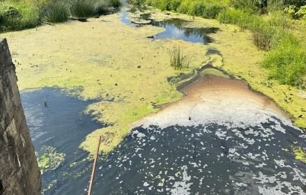 Кто отравил воду в реке в Ивановской области, выясняют правоохранители