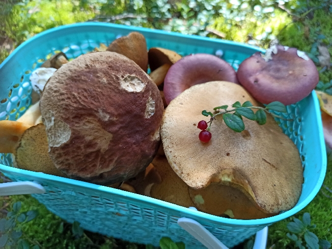 Маленькие существа пришли из леса к ивановским огородникам