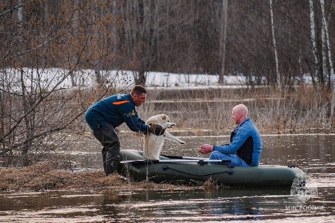 С подтопленного островка в Родниковском районе спасли одинокого пса
