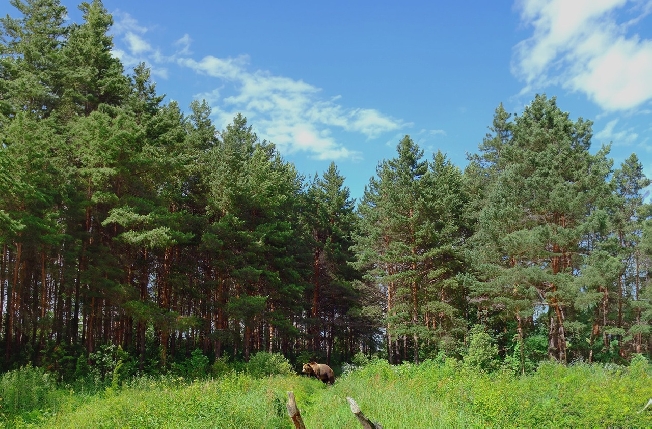 Специалисты не нашли бродившего по посёлку в Ивановской области медведя